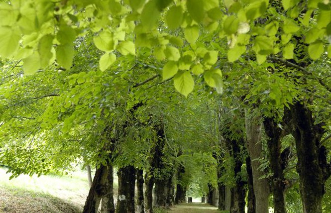 allee_roi_mursay_echire_79